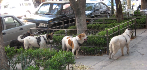 Auch der Mexi mag es ordentlich: jedenfalls parkt er seine Hunde in Reih und Glied. (foto: koerdt)